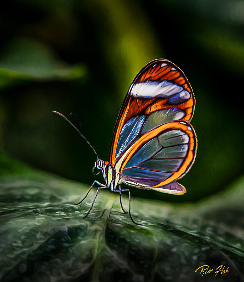 Glass-wing Iridescence  Photograph by Rikk Flohr