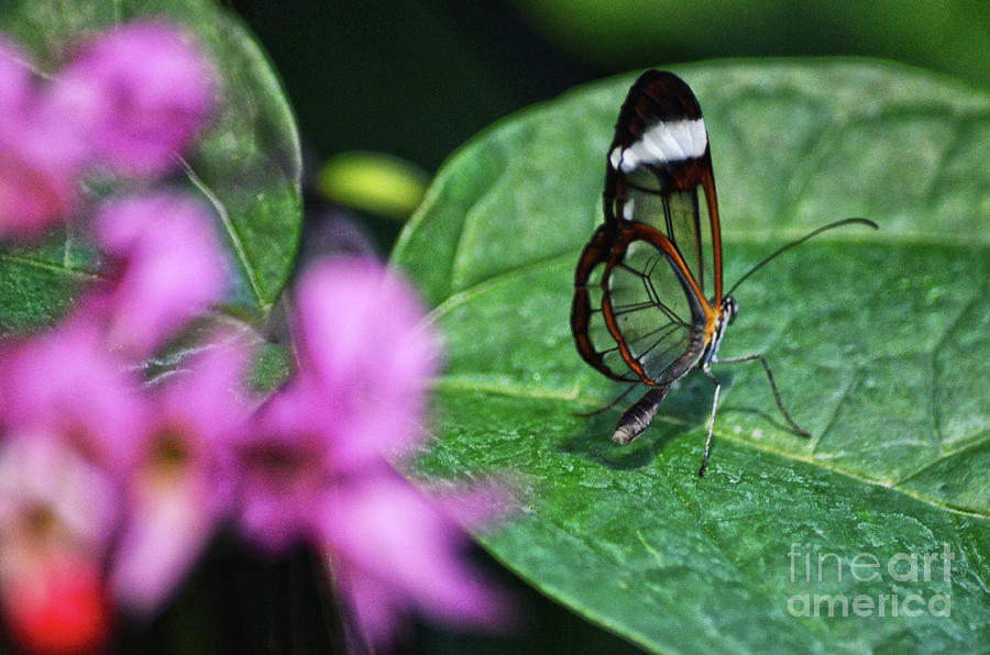 Butterfly Photograph - Glass wings by Spade Photo