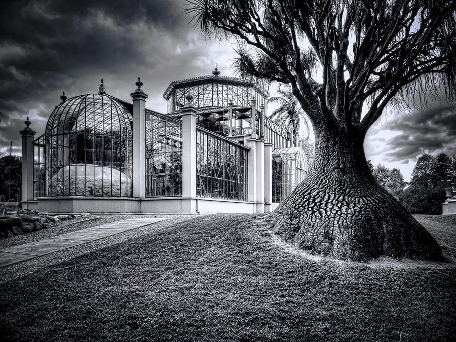 Architecture Photograph - Glasshouse And Tree by Wayne Sherriff