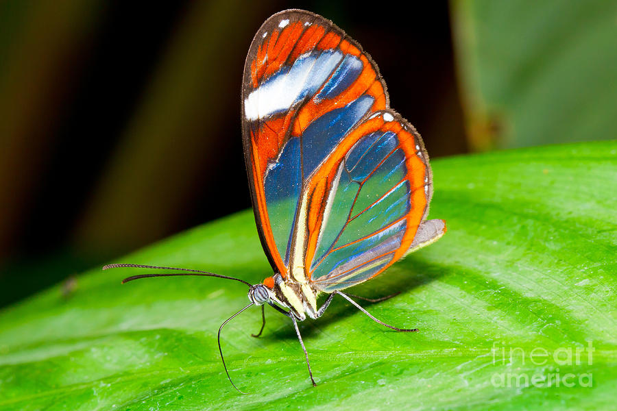 San Jose Photograph - Glasswing Butterfly by B.G. Thomson