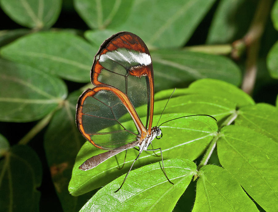 Glasswing butterfly Photograph by David Freuthal