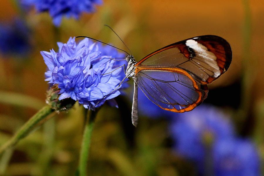 Glasswing Butterfly Photograph by Living Color Photography Lorraine Lynch