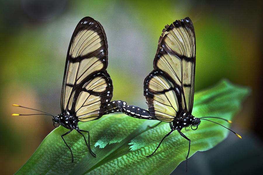 Glasswing Butterfly Mating Photograph By Janet Chung 2781