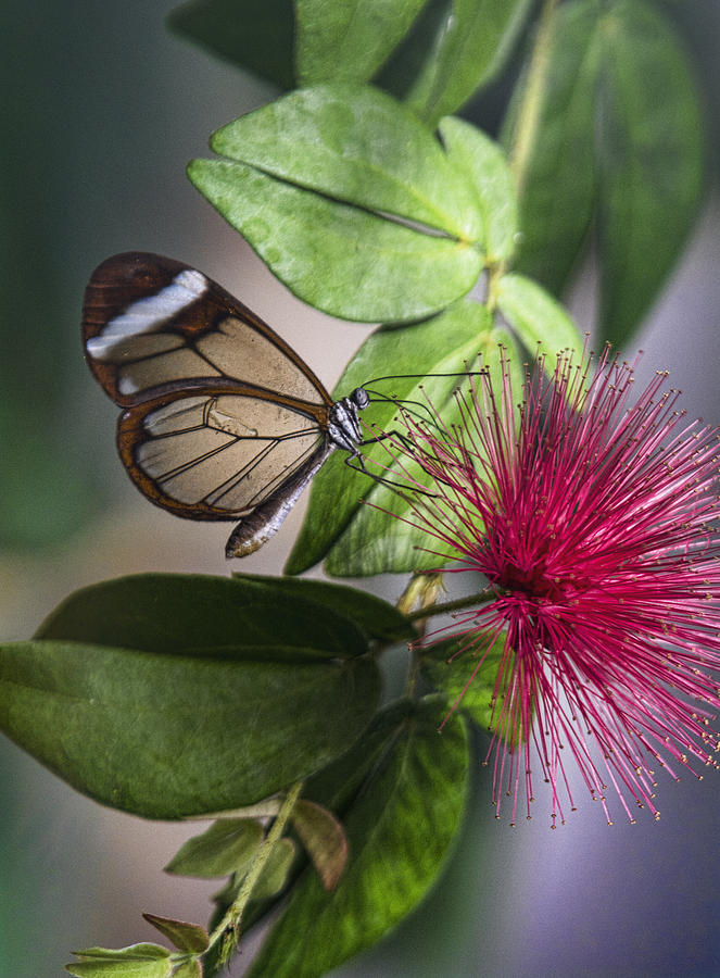 Glasswing Butterfly on a Fairy Duster  Photograph by Saija Lehtonen