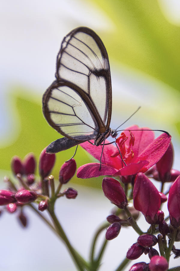 Butterfly Photograph - Glasswing Butterfly  by Saija Lehtonen