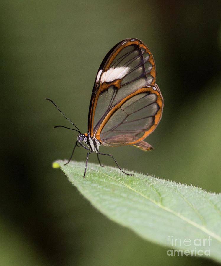 Glasswing on a leaf Photograph by Ruth Jolly