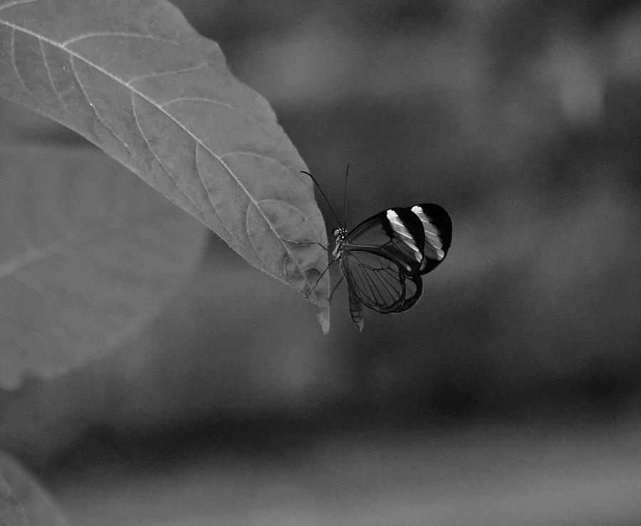 Glasswinged Butterfly Monochrome Photograph by Jeff Townsend