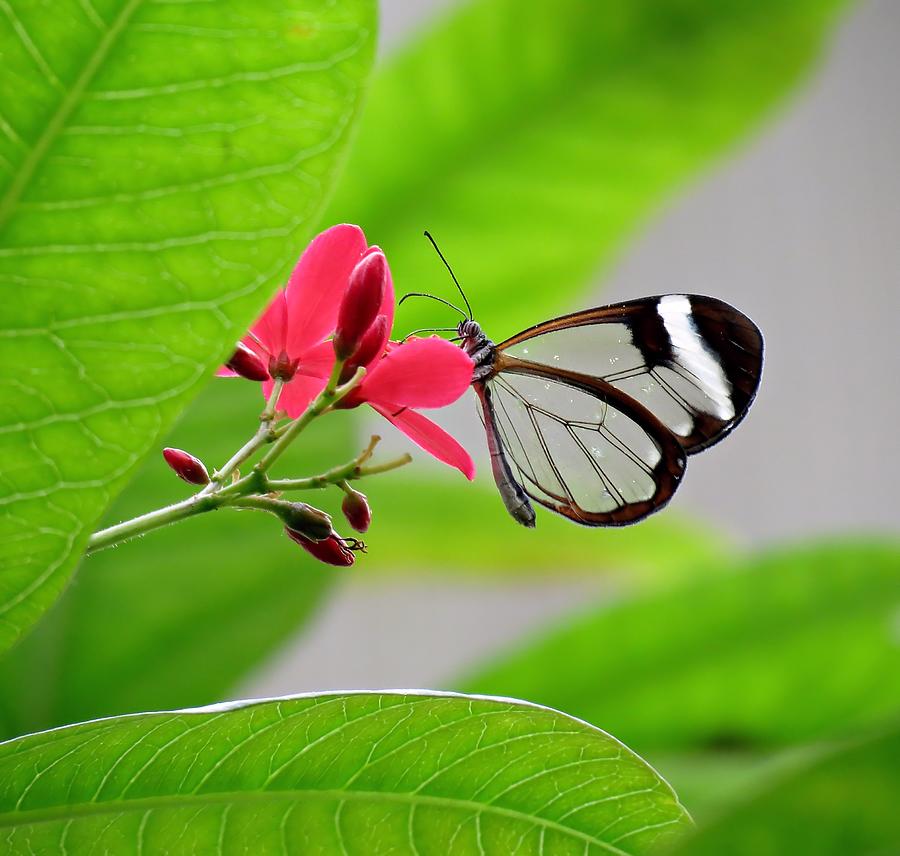 Glasswinged Butterfly on Flower Photograph by MTBobbins Photography