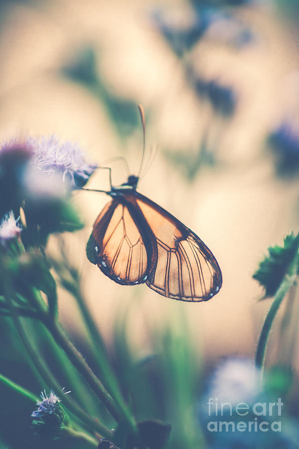 Glasswinged butterfly on the flower Photograph by Anna Om