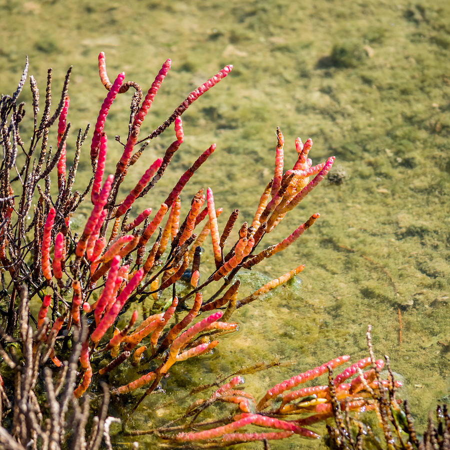Glasswort at the Salt Marsh Photograph by Debra Martz