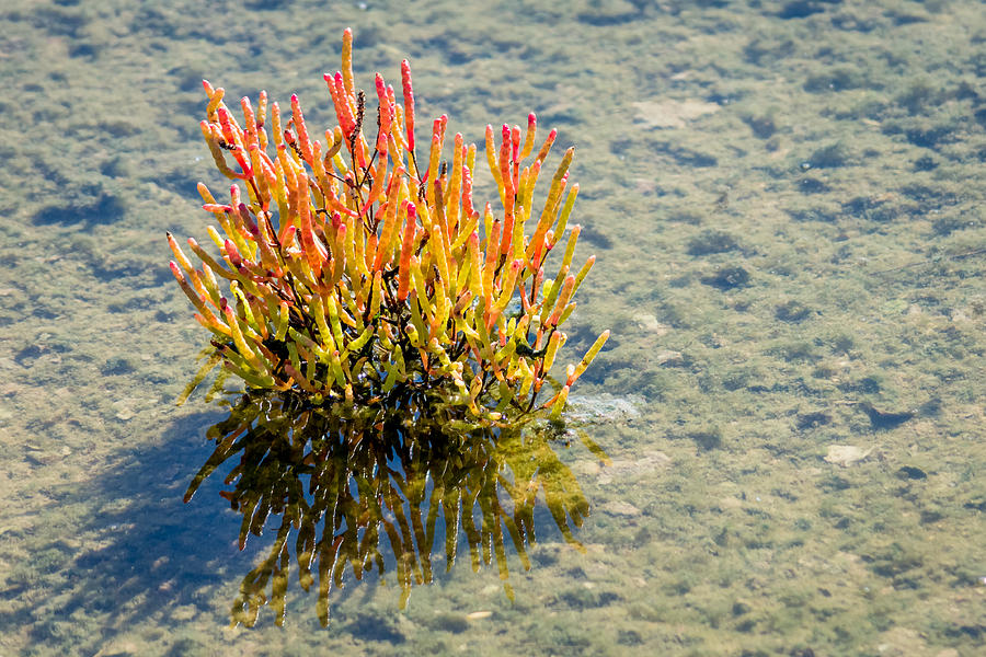 Glasswort Photograph by Debra Martz