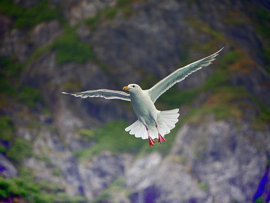 Glaucous-winged Gull Photograph by Paul Ross