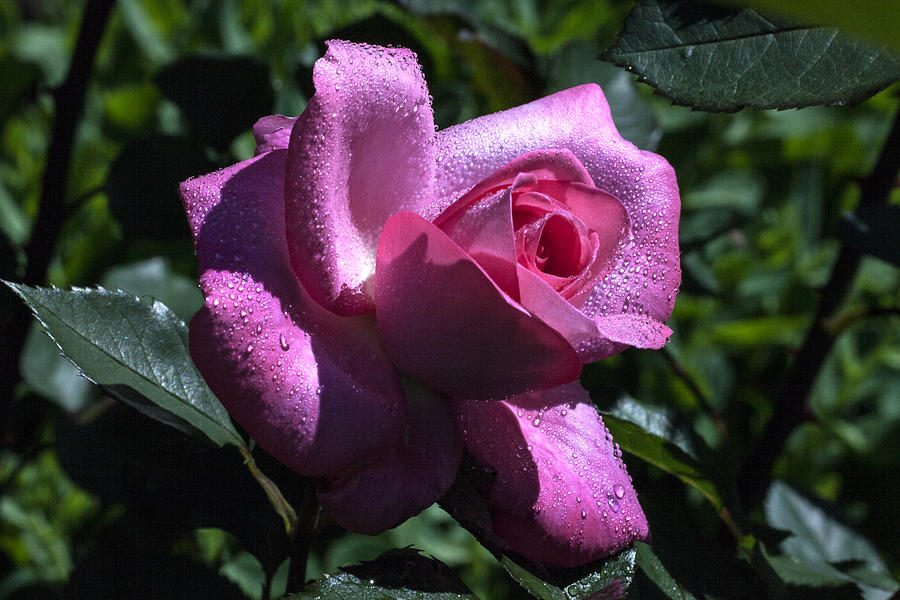 Rose Photograph - Gleaming by Doug Norkum