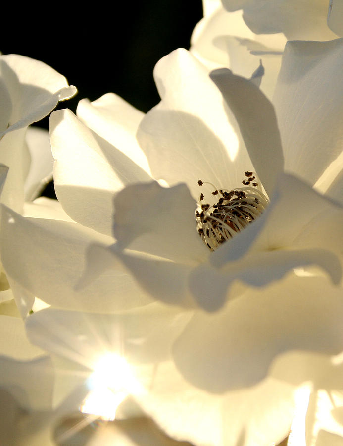 Rose Photograph - Gleaming White by Chris Brannen