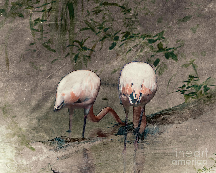 Flamingo Photograph - Gleaners by Arne Hansen