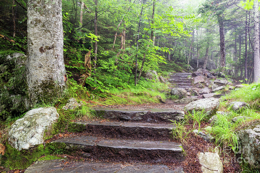Glen Ellis Falls Trail, Jackson, New Hampshire Photograph by Dawna Moore Photography