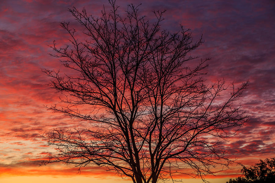 Glen Iris Sunrise Photograph by Robert Caddy