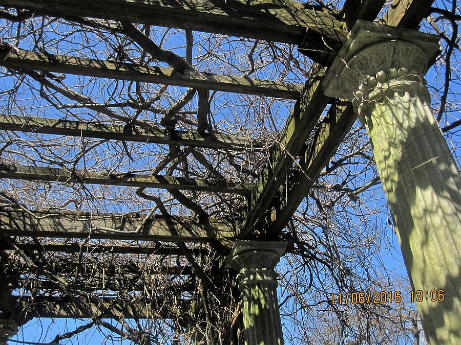 Glen Magna Farms Wisteria Arbor Drawing by Paul Meinerth