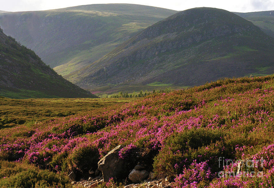 Heather in the Glen - Scotland Photograph by Phil Banks