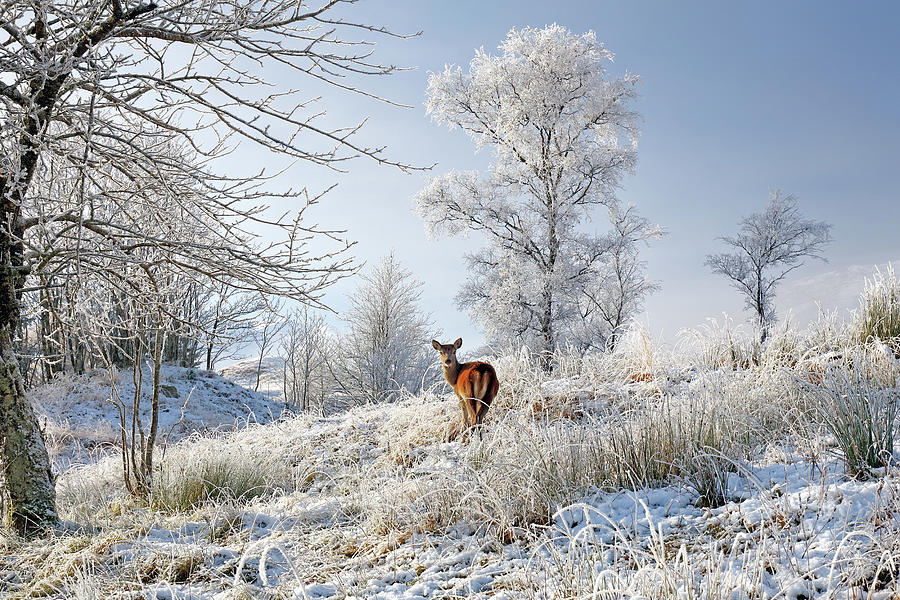 Winter Photograph - Glen Shiel Misty Winter Deer by Grant Glendinning