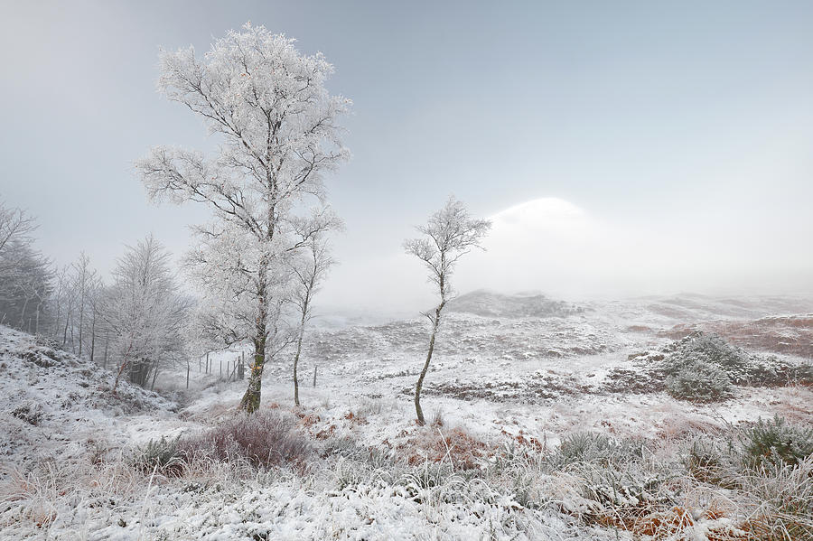 Glen Shiel Misty Winter Trees 2 Photograph by Grant Glendinning