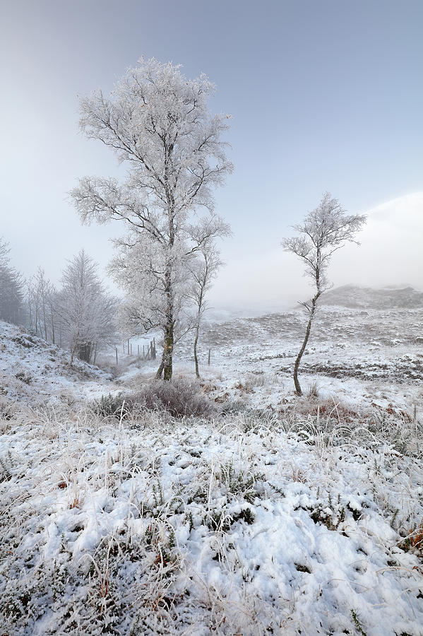 Glen Shiel Misty Winter Trees Photograph by Grant Glendinning