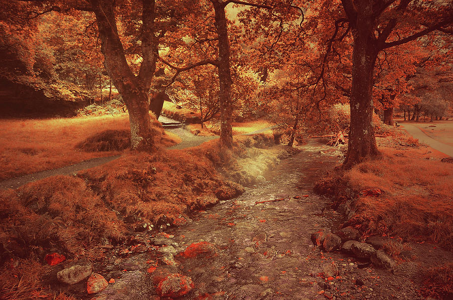 Tree Photograph - Glendalough Stream. Ireland. Golden Series Fairyland by Jenny Rainbow