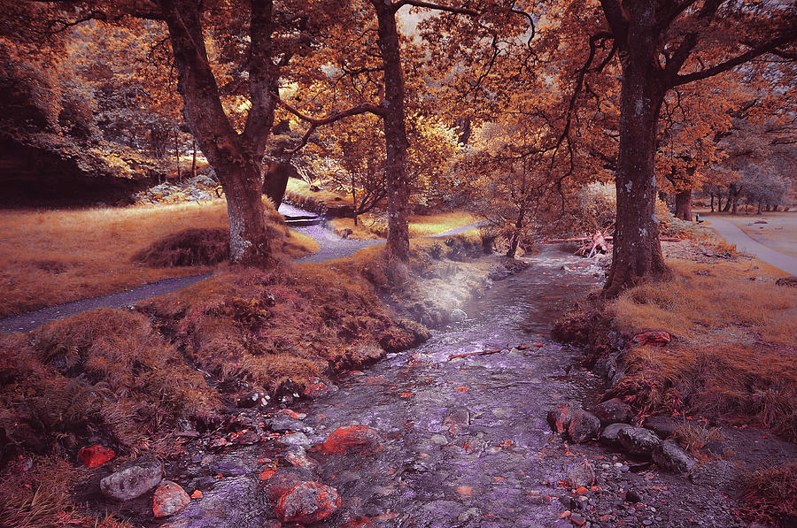 Tree Photograph - Glendalough Stream. Ireland. Series Fairyland by Jenny Rainbow