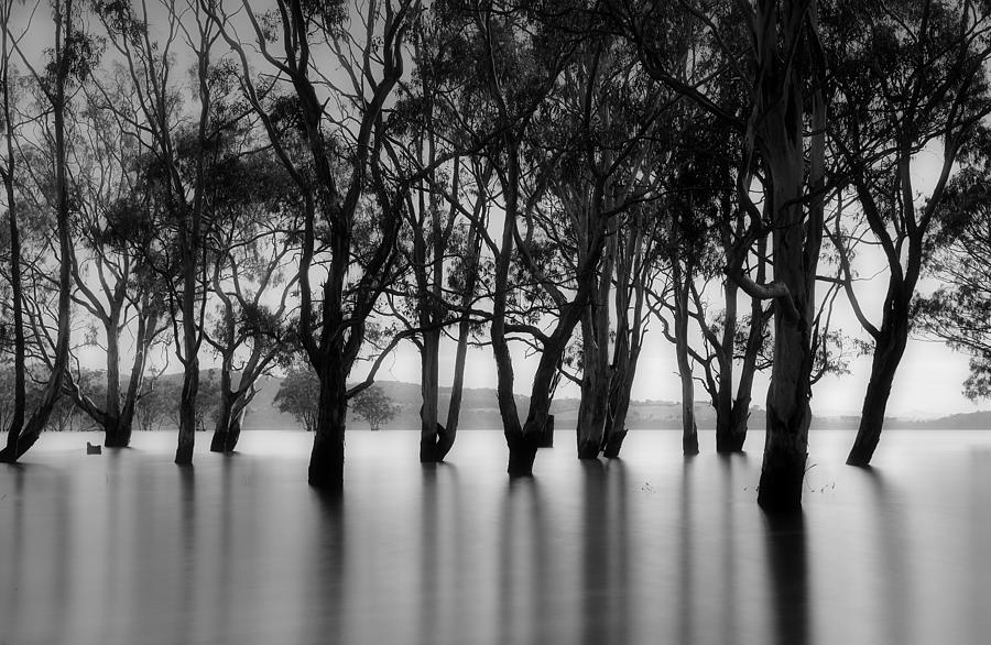 Trees Photograph - Glenmaggie II by Mihai Florea Trees Photograph - Glenmaggie II by Mihai Florea