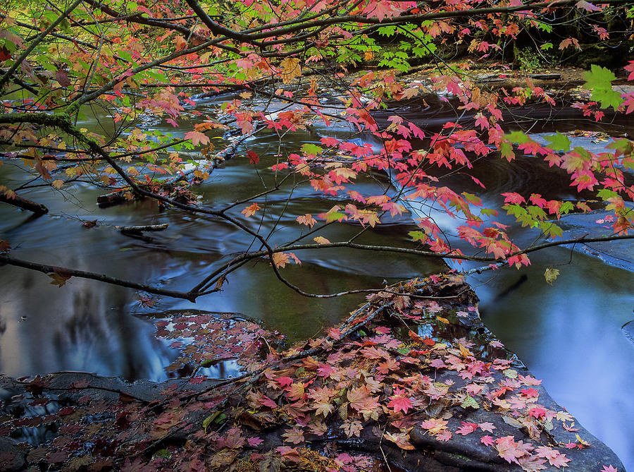 Glenn Creek Vine Maple Photograph by Robert Potts