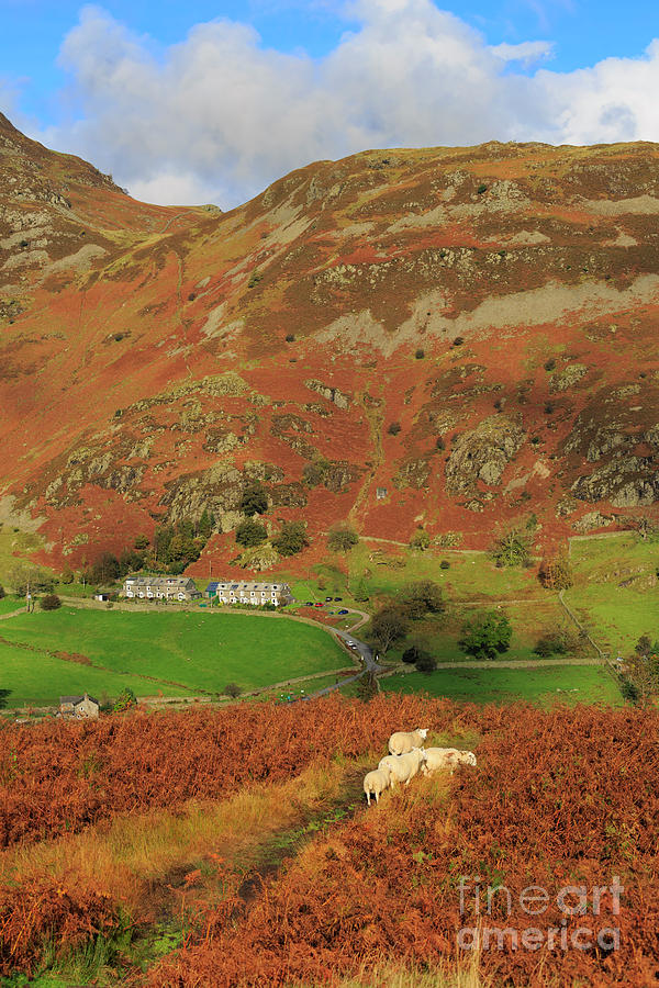 Sheep Photograph - Glenridding and The Rake from above Glenridding Beck by Louise Heusinkveld