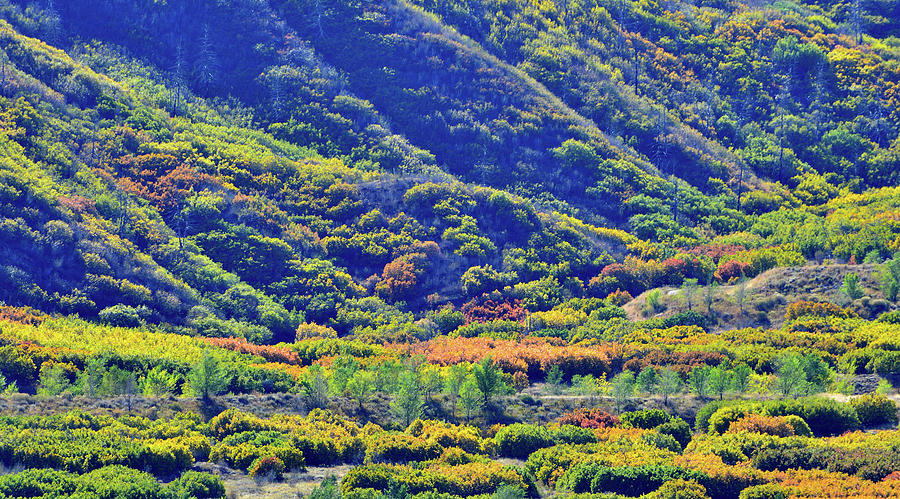 Glenwood Springs Fall Colors on Display Photograph by Ray Mathis