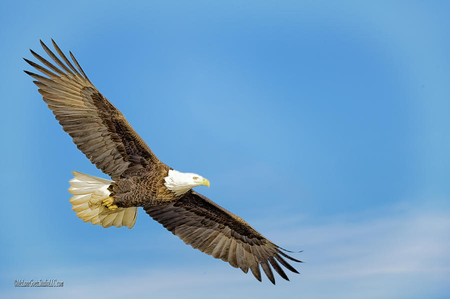 Glide American Bald Eagle Photograph by LeeAnn McLaneGoetz McLaneGoetzStudioLLCcom
