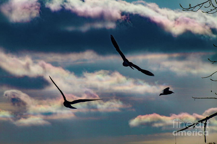 Nature Photograph - Gliders by William Norton