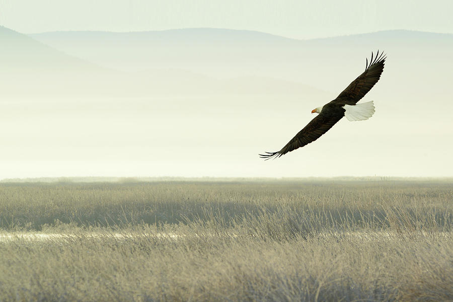 Bald Eagle Gliding Photograph by Surjanto Suradji - Fine Art America