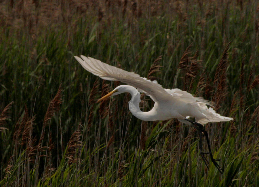 Gliding Egret Photograph by Christopher J Kirby
