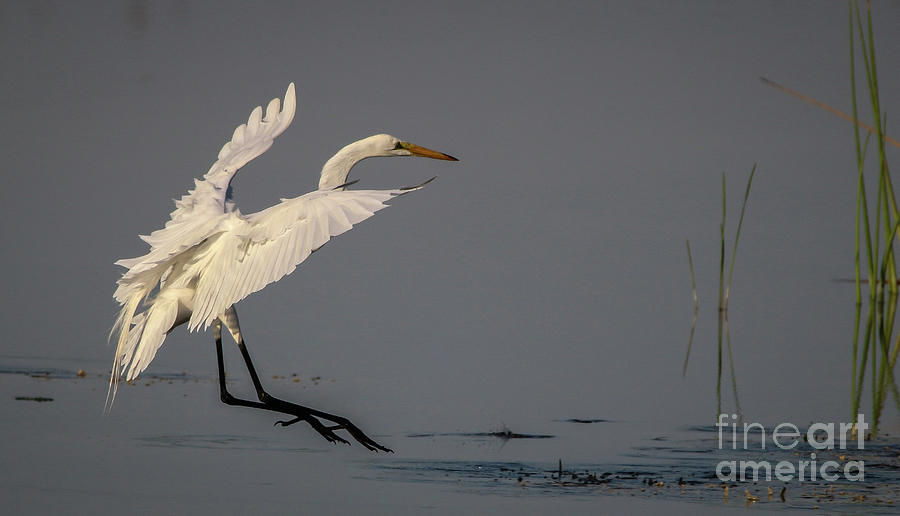 Gliding Egret Photograph by Tom Claud