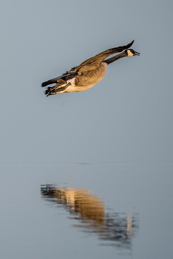 Gliding Goose Photograph by Paul Freidlund