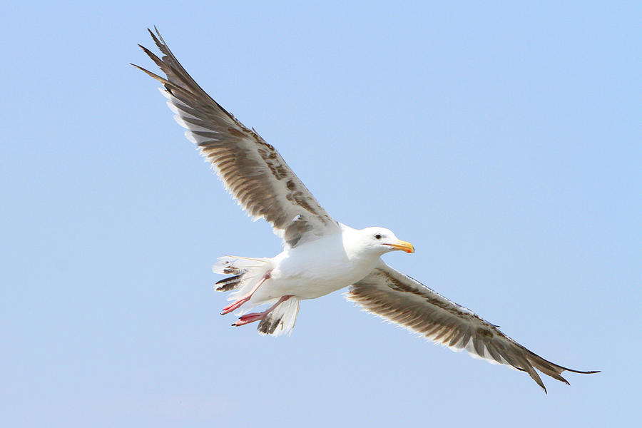 Gliding Gull Photograph by Shoal Hollingsworth