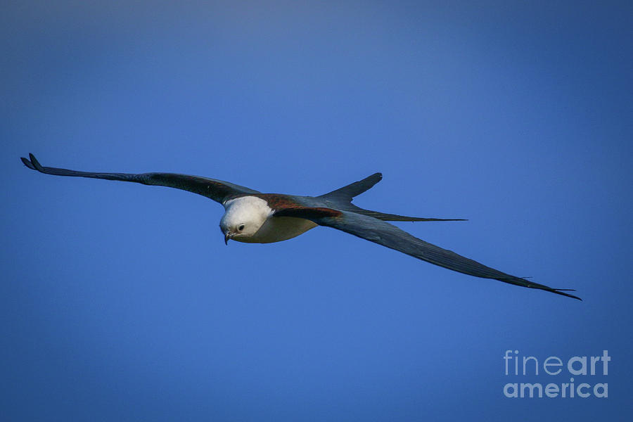 Gliding Kite Photograph by Tom Claud