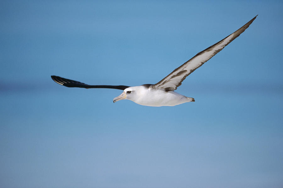 Gliding Laysan Albatross Photograph by Tui De Roy