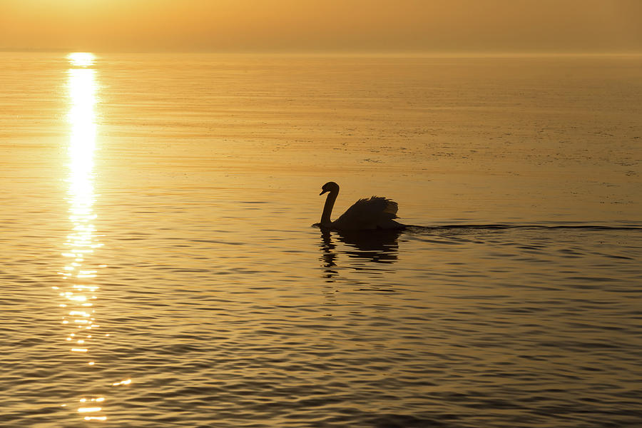 Gliding on Silky Gold - the Swan and the Sunpath Photograph by Georgia Mizuleva