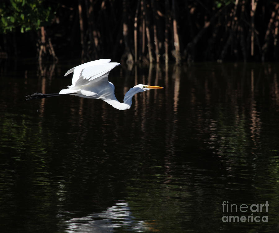 Gliding Over the Mangrove Photograph by Joseph G Holland