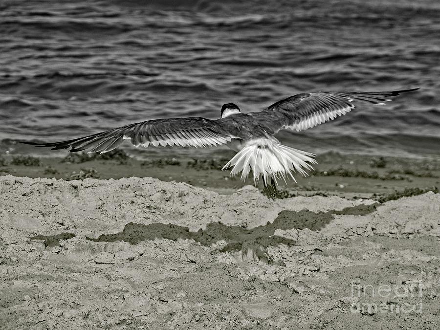 Gliding Seagull Photograph by Ella Kaye Dickey