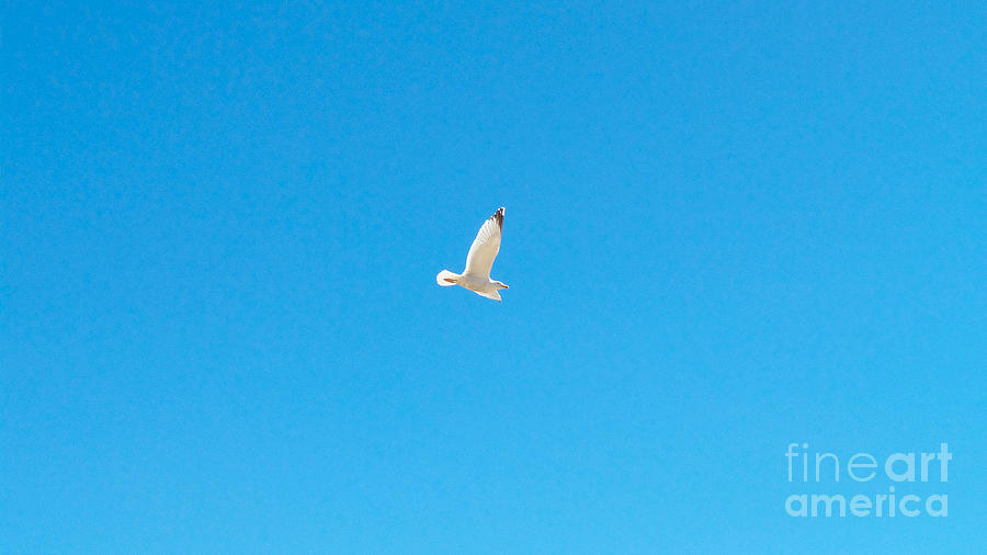 Gliding Seagull Photograph by Francesca Mackenney