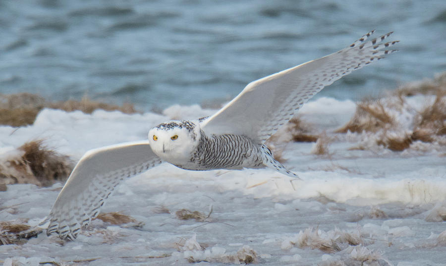 Gliding Snowy Photograph by Judd Nathan - Fine Art America