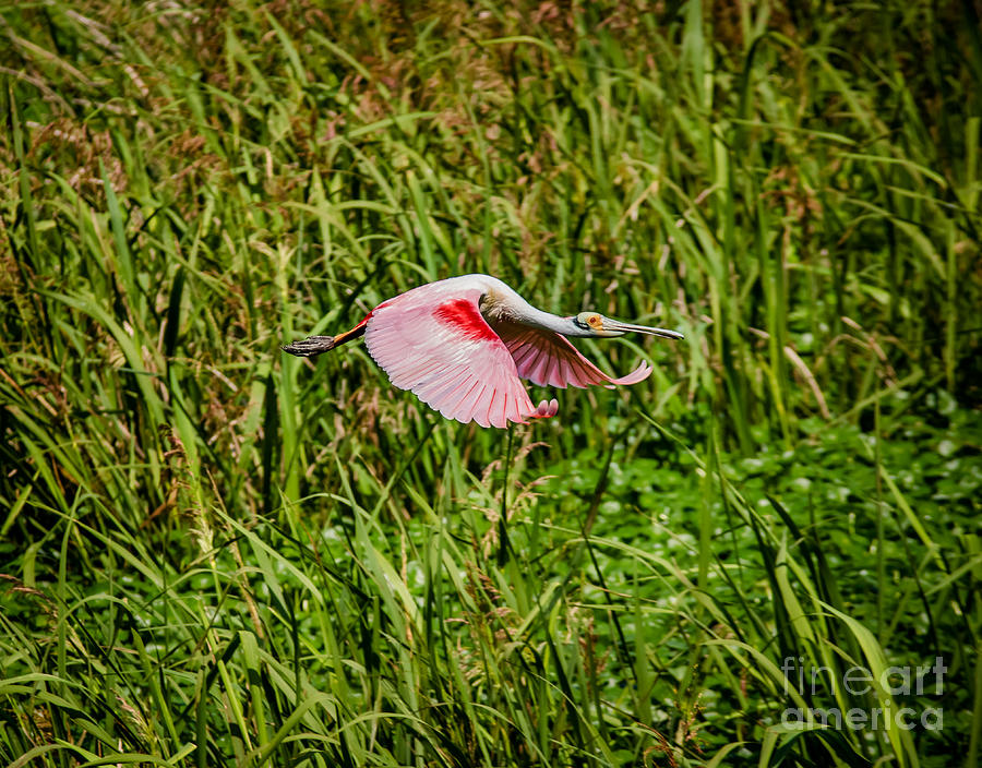 Gliding Spoonbill In Bayou Photograph by Robert Frederick
