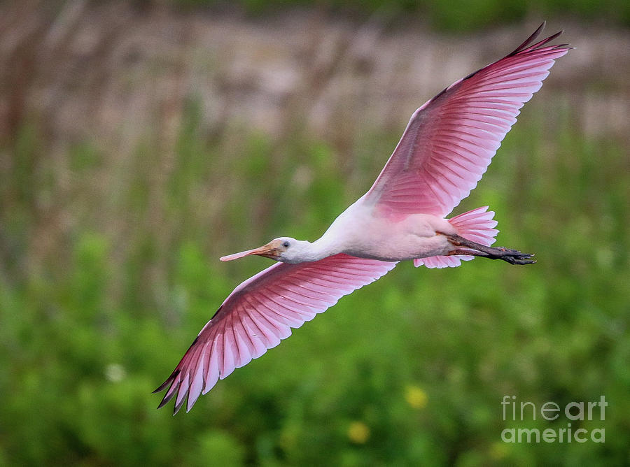 Gliding Spoonbill Photograph by Tom Claud
