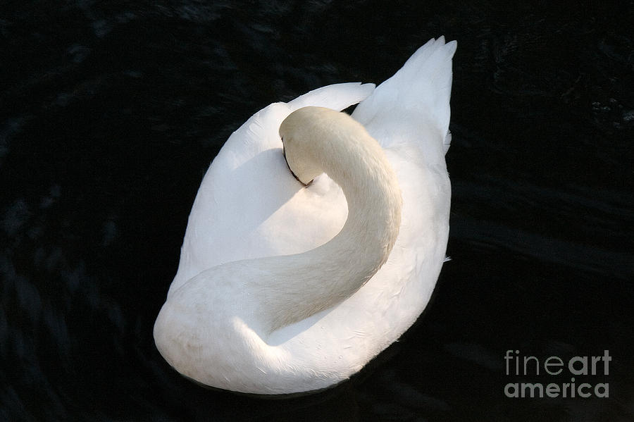 Swan Photograph - Gliding Swan by Julia Hiebaum