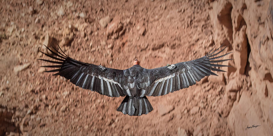 Vulture Photograph - Gorge Glider by Jurgen Lorenzen